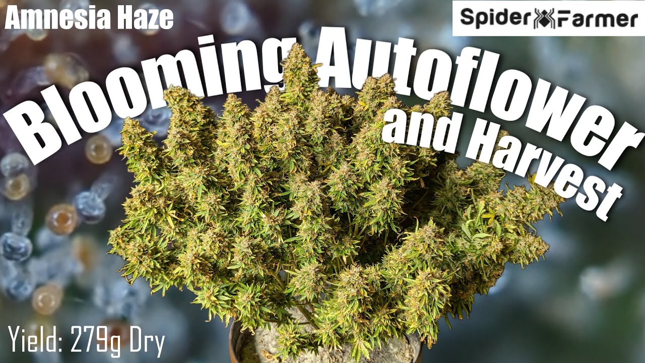 How I Grow E20- Bloom and Harvest - Amnesia Haze Autoflower - Spiderfarmer SF4000 Kit