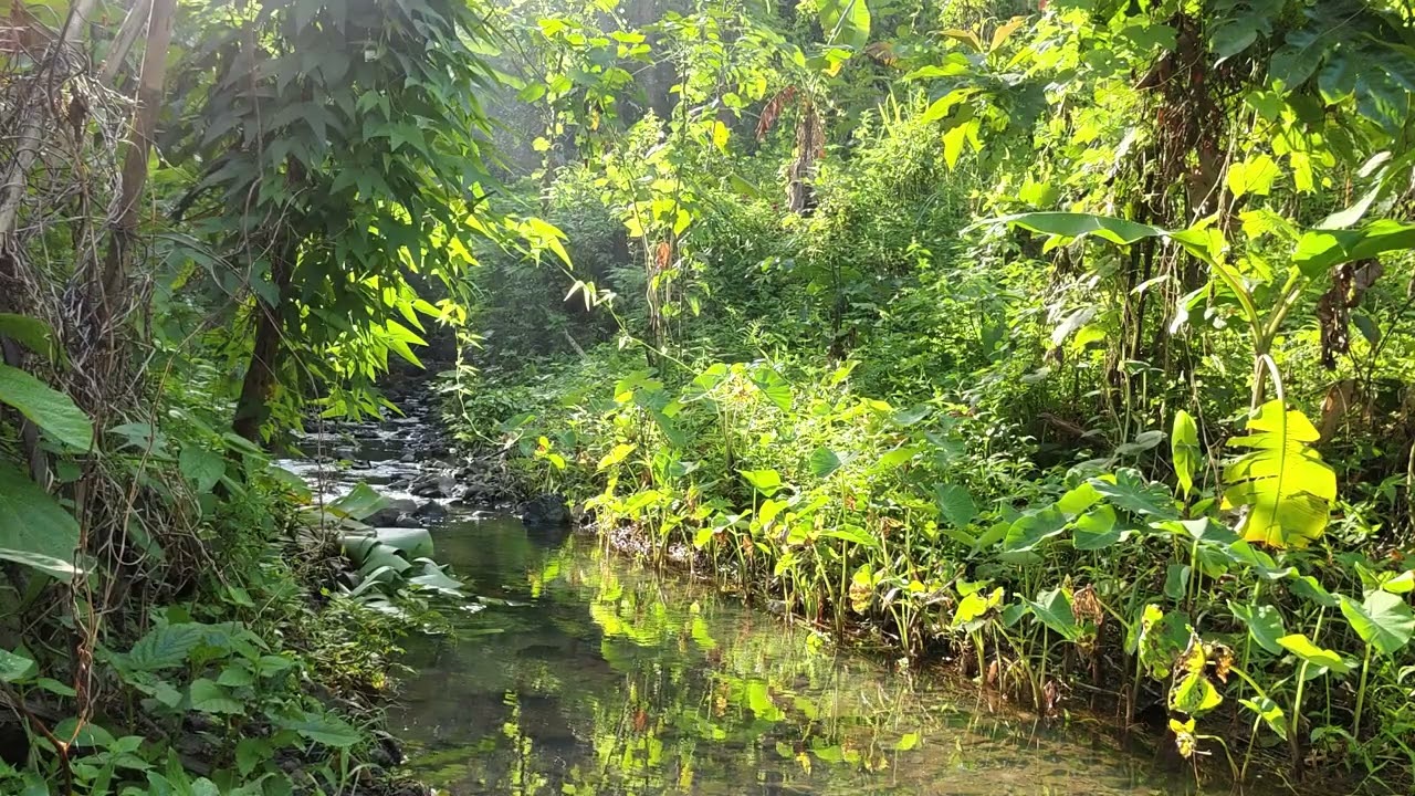 Calm River Sounds for Fast Sleep and Study#relaxingwaterCalming#Soothing #InnerPeace#Zen 