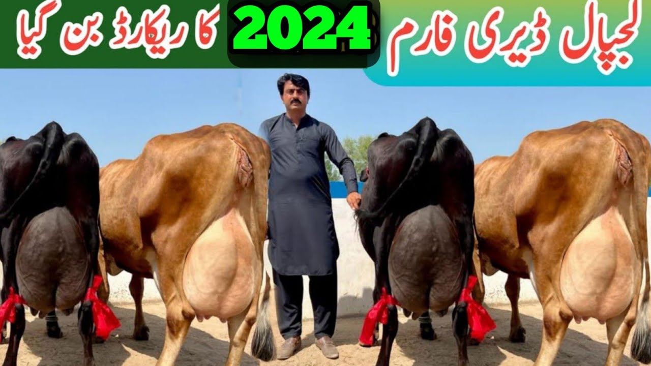 Lajpal Dairy Farm | Jersey cows | Australian Friesian cows | Top class Breed | 22 July 2024