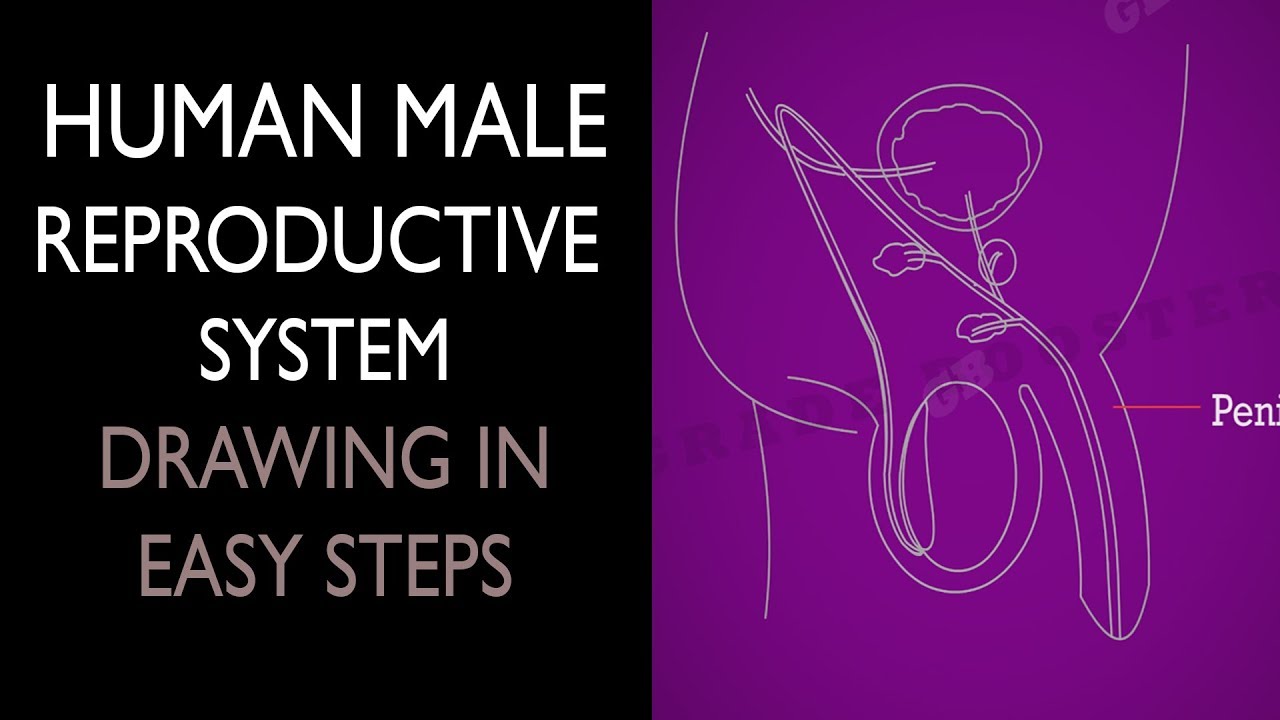 How to draw #male reproductive system in easy steps : 10th Biology : Science : CBSE : ncert class 10