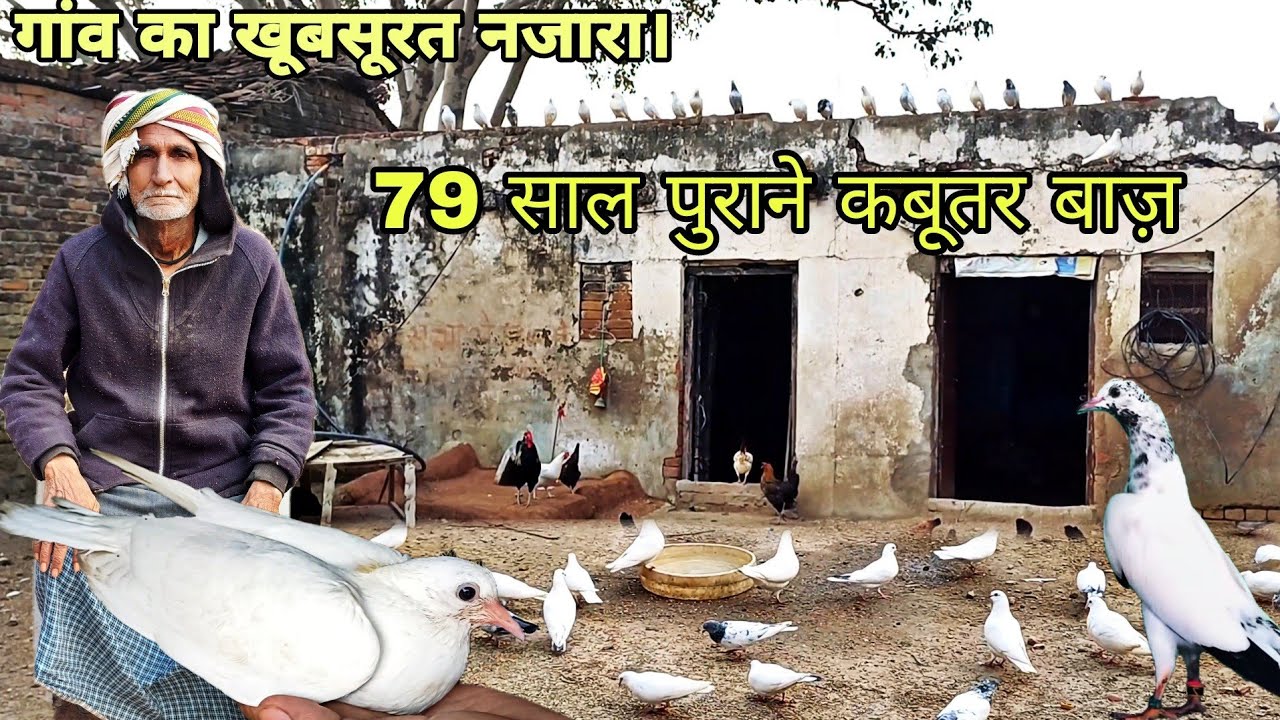 79 साल पुराने कबूतर बाज़ गांव की कबूतर बाजी। || #youtube #video #trending #trading #viralvideo