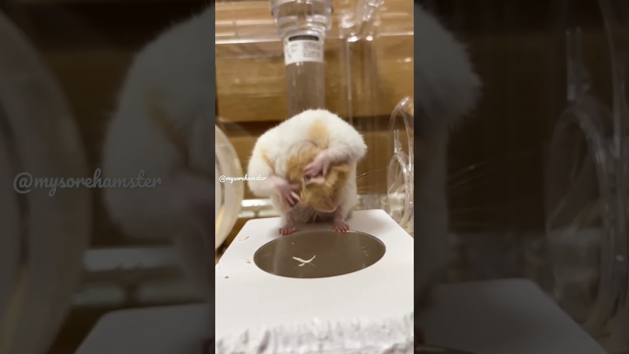 cute hamster clean her self #hamsterbaby #cleaning #cute #hamsters