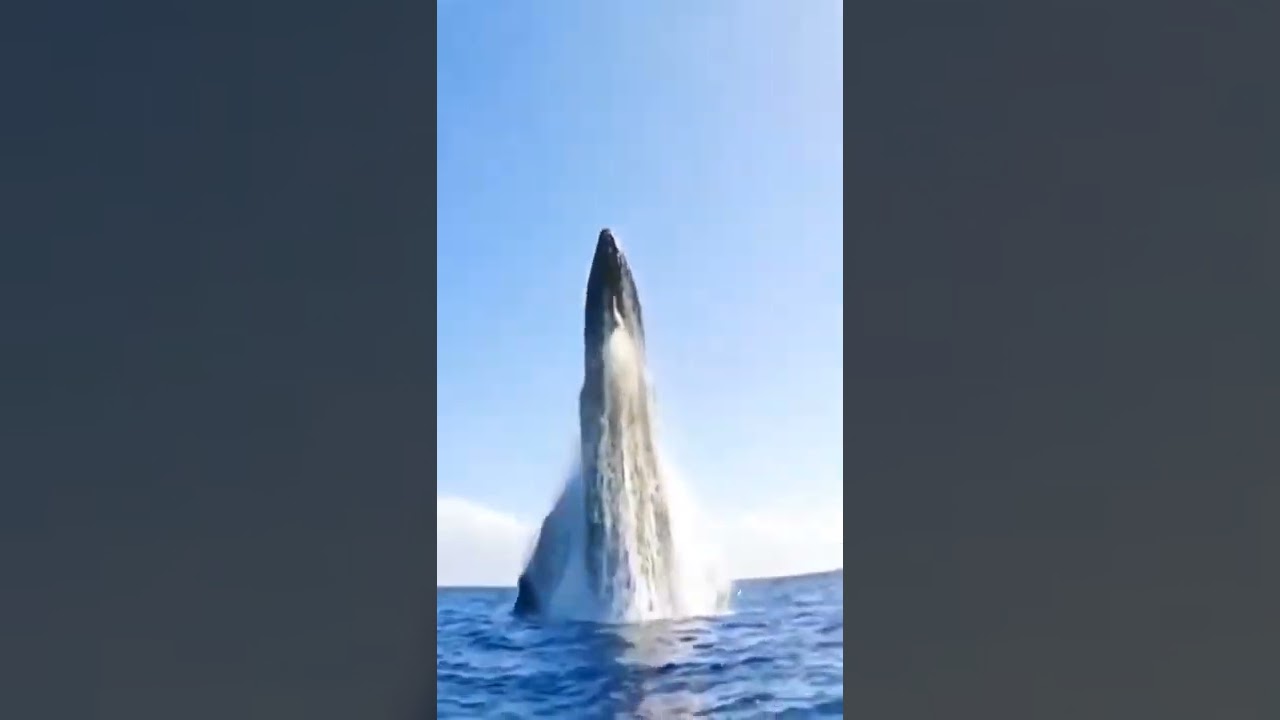 INCRÍVEL SALTO DE UMA BALEIA AZUL 🙀