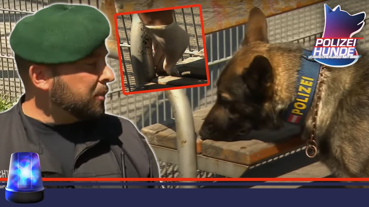 Intensive Ausbildung zum DROGEN-SPÜRHUND 💊 | Polizeihunde | ATV
