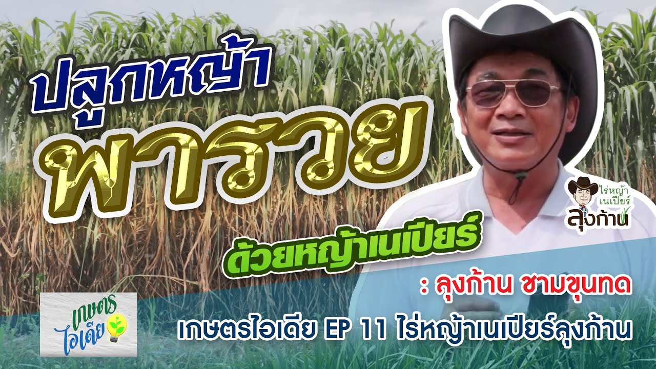 เกษตรไอเดีย EP11 ไร่หญ้าเนเปียร์ลุงก้าน