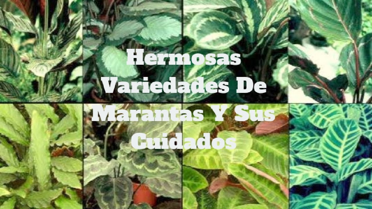 🌿 Tipos De Marantas Y Sus Cuidados Para Que Estén Siempre Hermosas