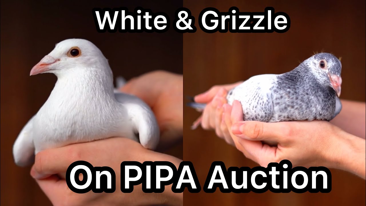 White and Blue Pied Racing Pigeons Sold in Pipa auction 2025