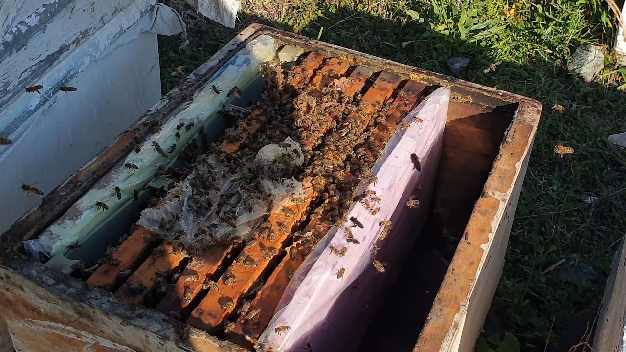 Arı mızın 6 şubattaki son hali 2022 sezonu başladı arııcılara insallah iyi bi yıl olur arıcılık 2022