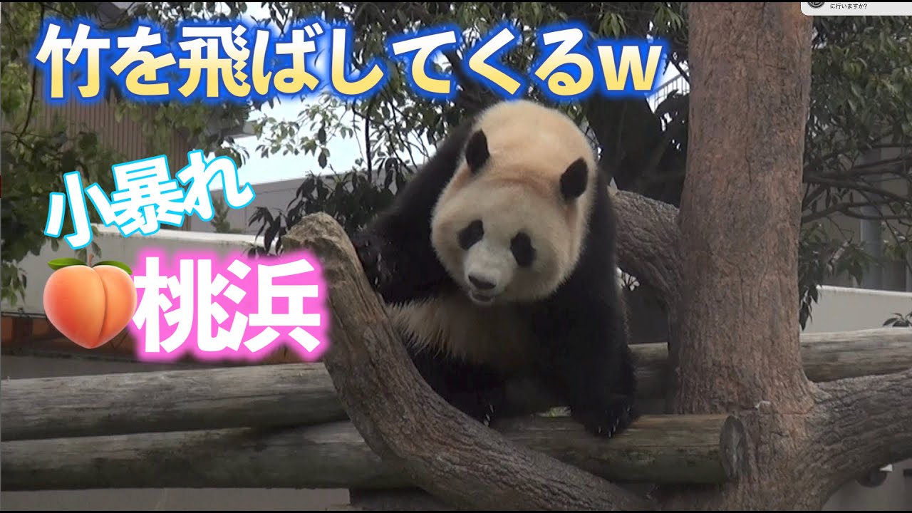 【凄技w✨】桃浜🍑見えないところから竹が飛んでくるw🎋２歳でブリセン出張【お姉さんパンダ】Giant Panda -Touhin-