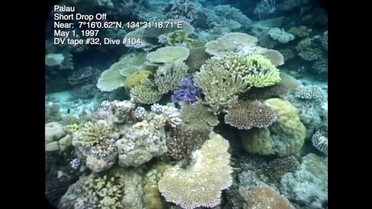 DV #142 PALAU 1997 - 1999 before and after 1998 bleaching event