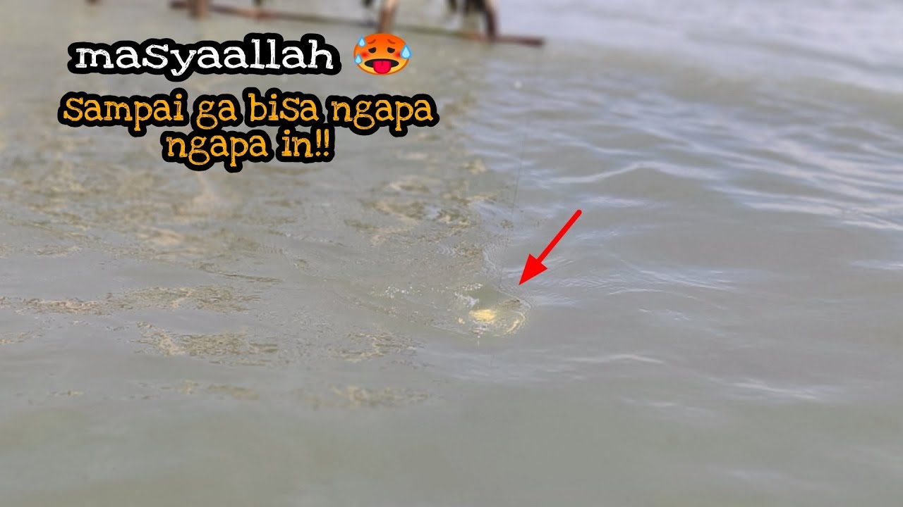 masyaallah baru kali ini mancing barramundi sampe gak bisa ngapa ngapain