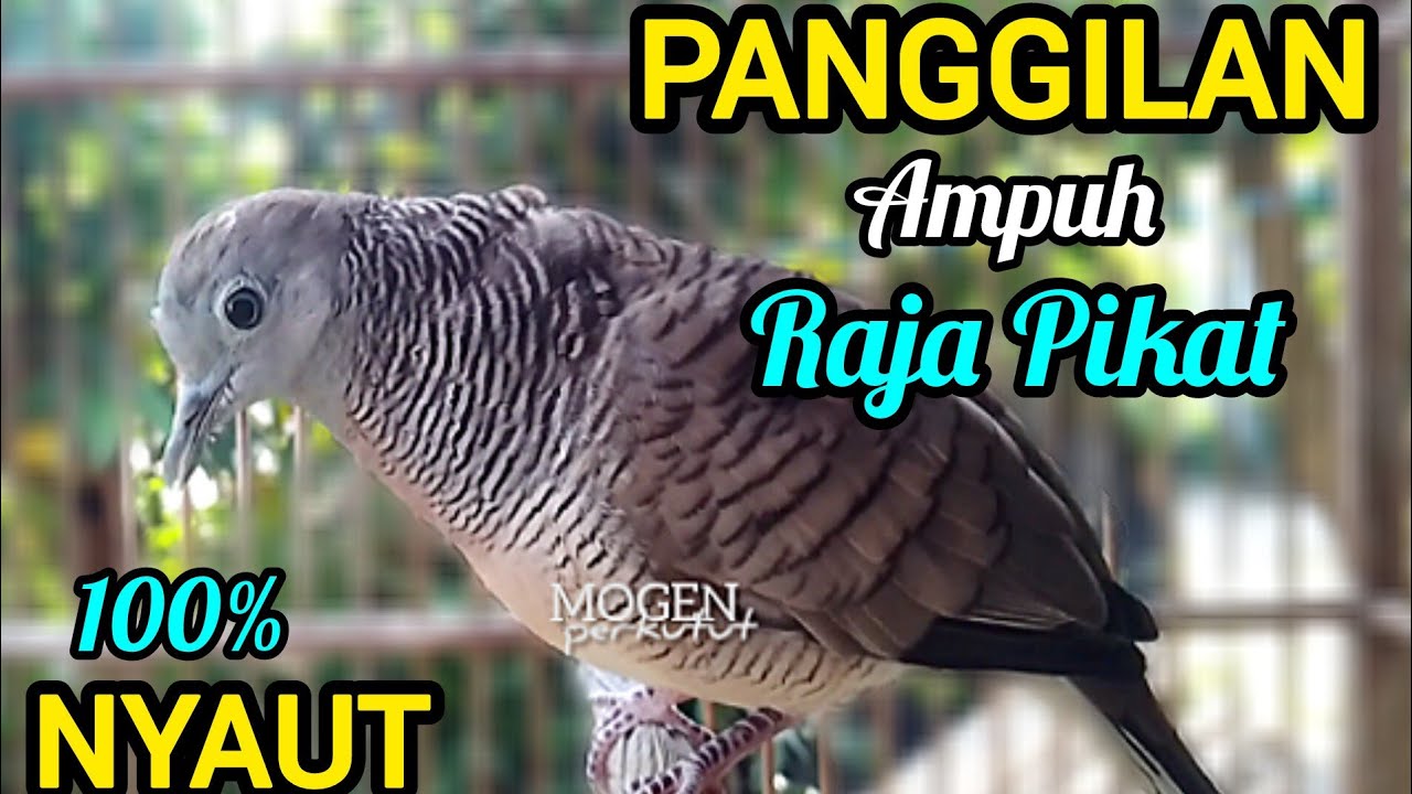 Perkutut Lokal Gacor Suara Besar || Panggilan  Raja Pikat Paling Ampuh 💯% Bikin Nyaut Bunyi Gacor 