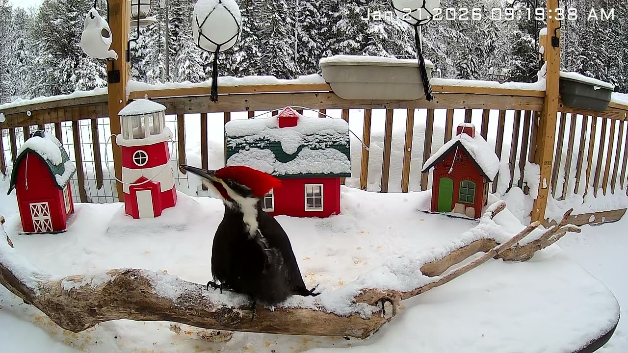 Pileated Woodpecker and a downy Woodpecker. January 21 2026