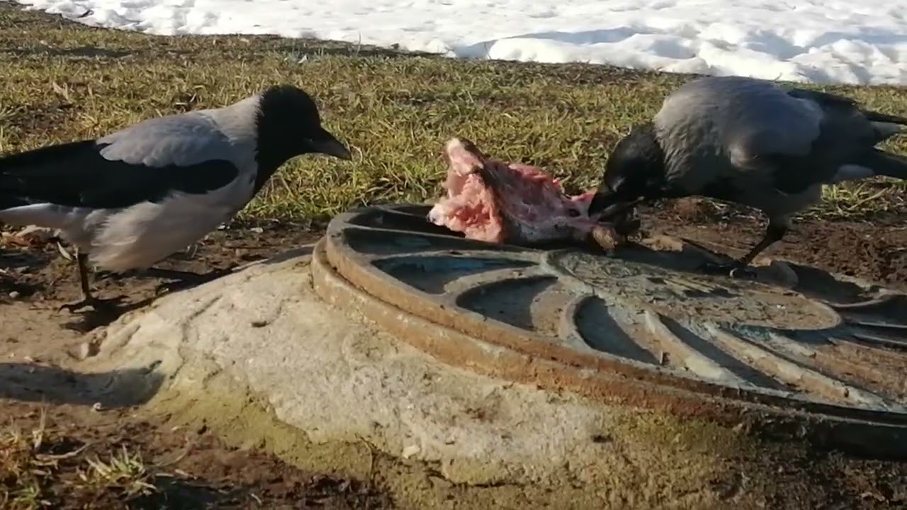 Mated pair of crows claims territory & prey / Гнездящаяся пара ворон метит территорию с добычей 