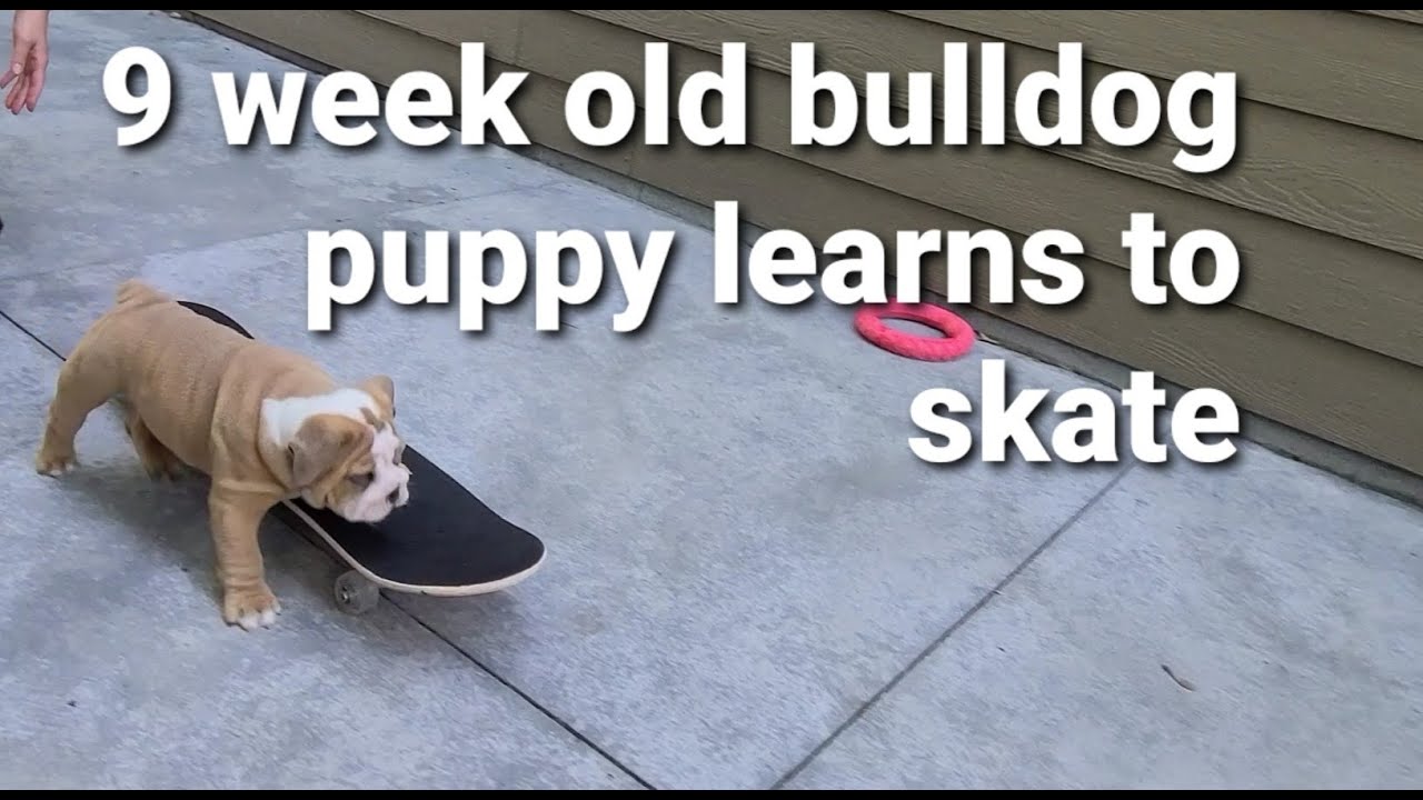 Can a 9 week old Bulldog Skate?