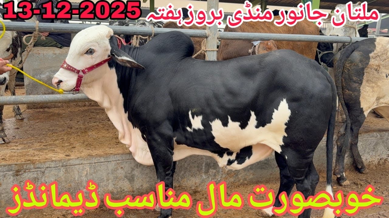 Multan Janwar Mandi Saturday Latest Rates Updates | December 13, 2025