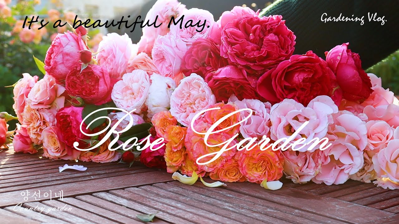 5월의 정원 장미/Rose Garden/영국장미/독일장미/그리고 실수