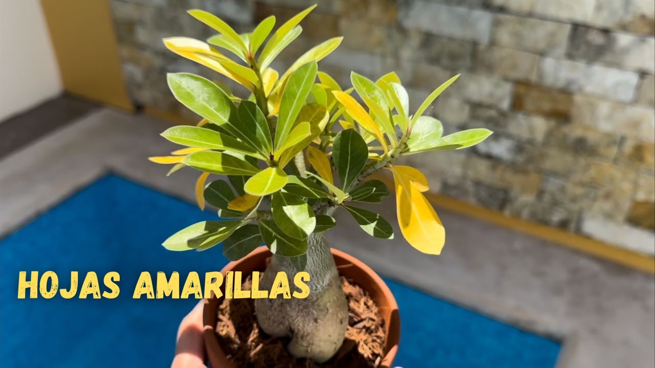 Hojas amarillas en mi Rosa del Desierto