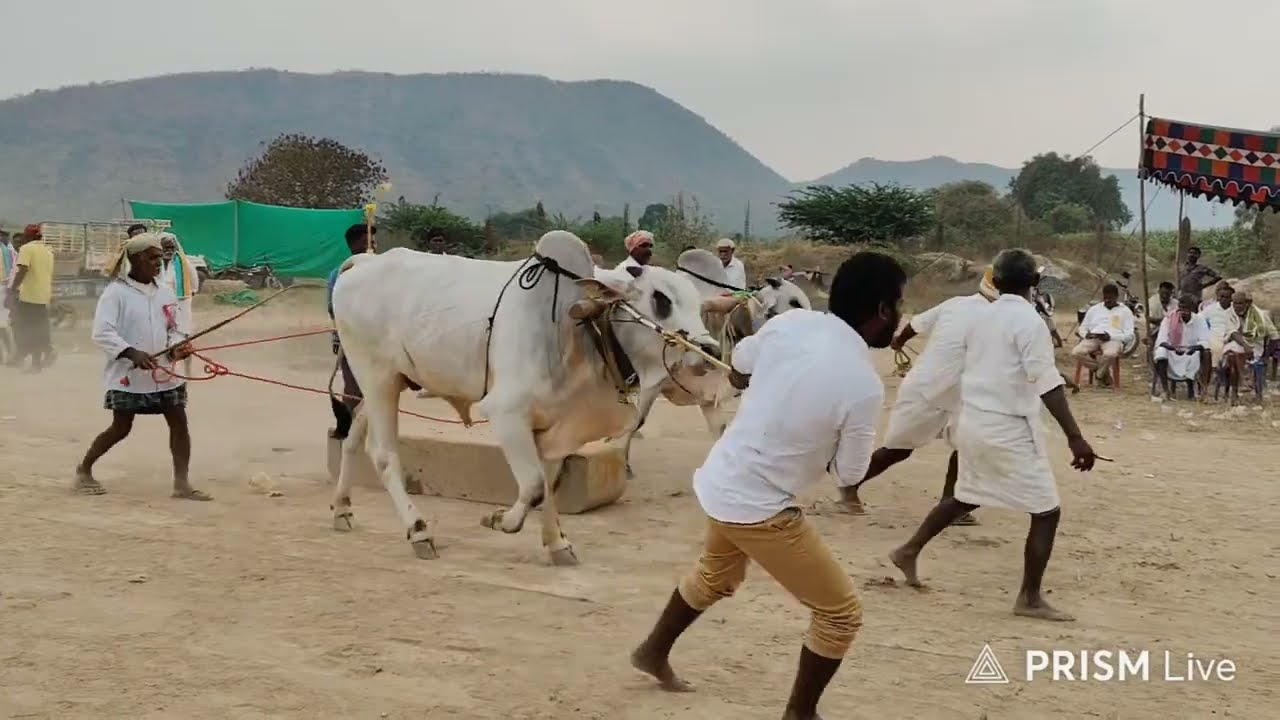 జె పుల్లలచెరువు గ్రామం||2పళ్ళు విభాగం 16వ జత 26-2-2026 💥💥