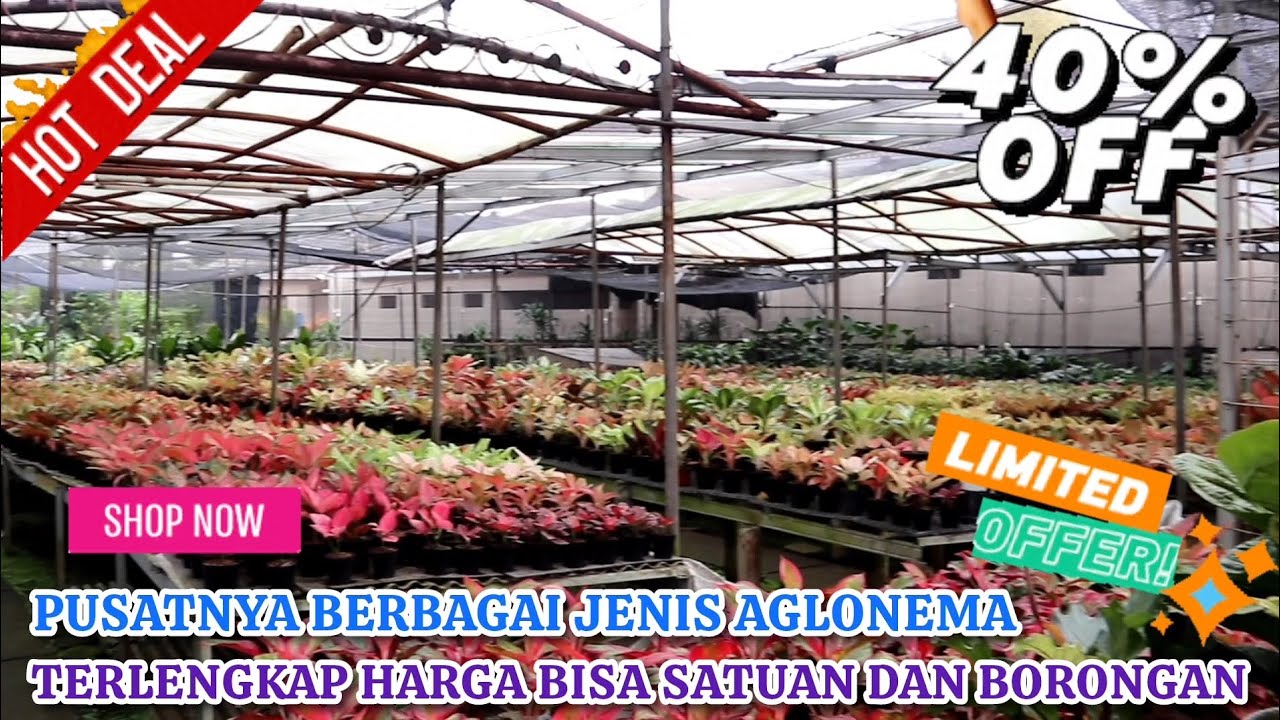 DI SINI PUSATNYA BERBAGAI JENIS AGLONEMA LENGKAP. HARGA BISA SATUAN & BORONGAN LEBIH MURAH. Eps 1574