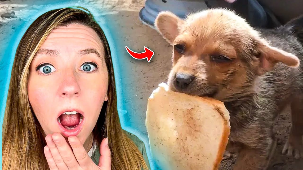 Furry Friends That Go From Strays to Stays