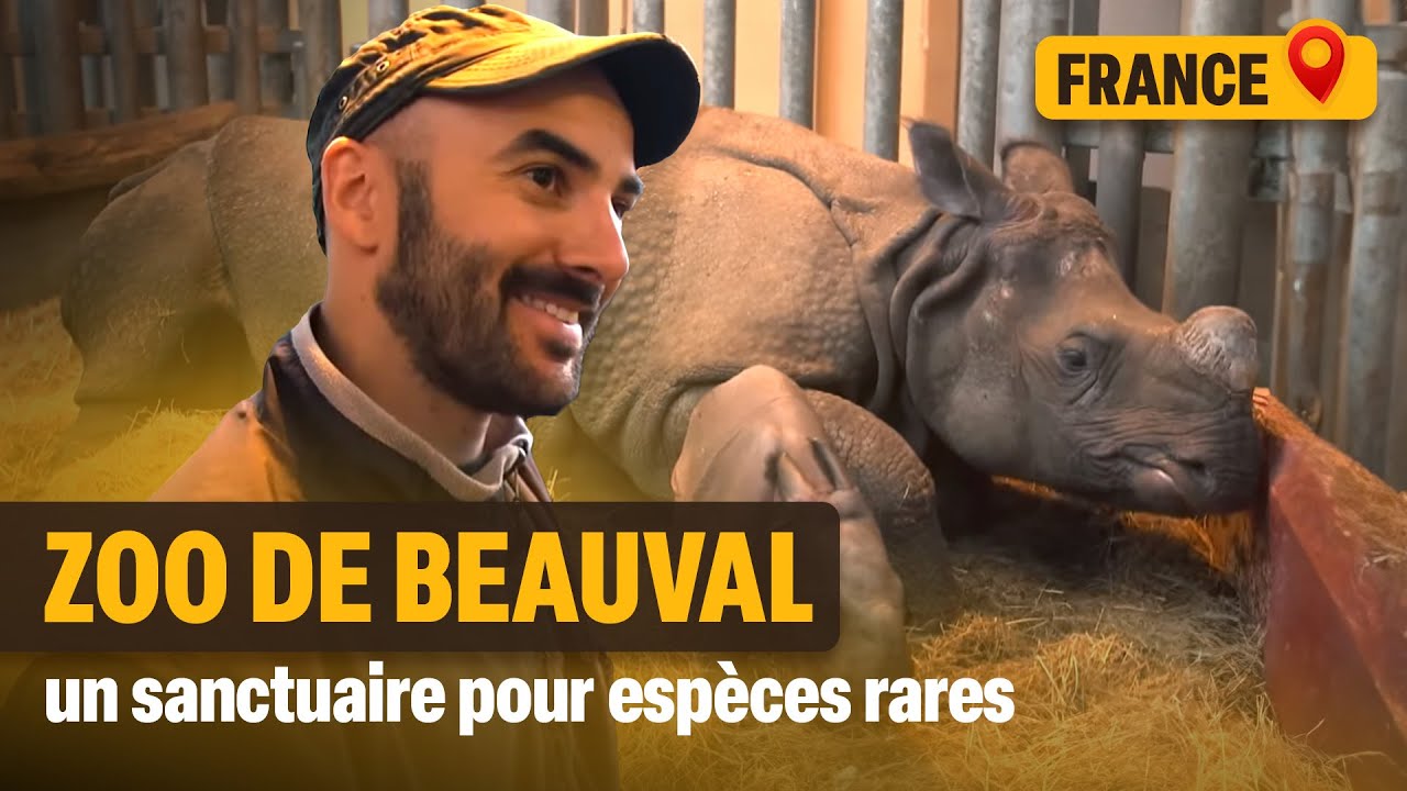 Des rhinocéros aux bébés tigres blancs du Zoo de Beauval