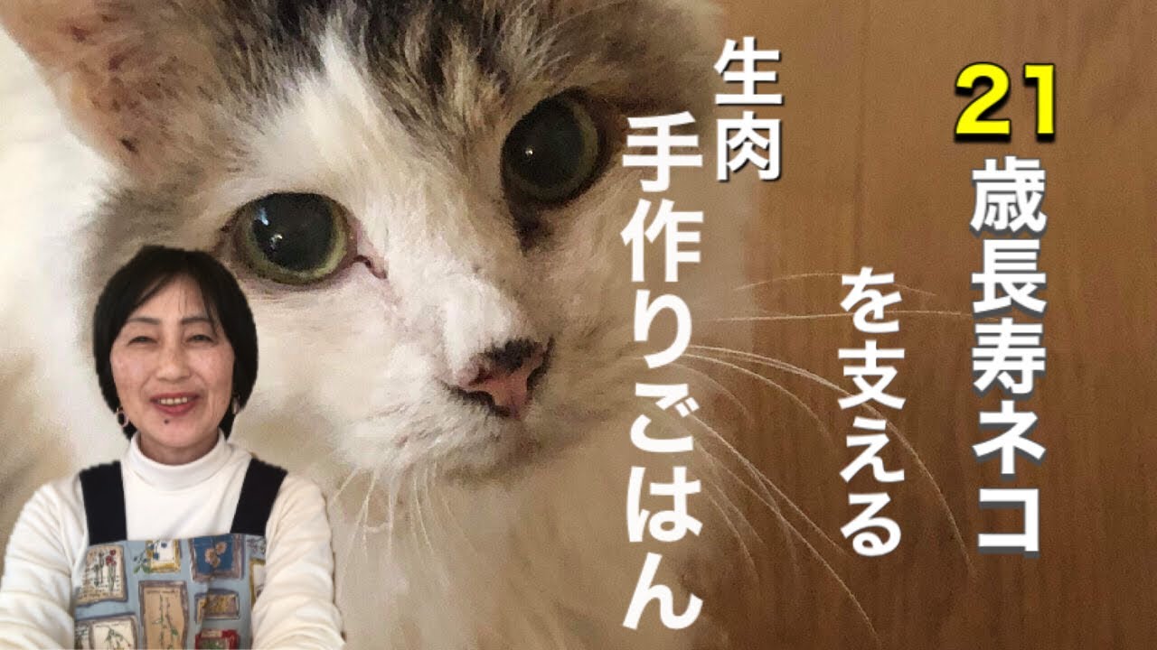 【60歳 Vlog 】ネコの手作りごはん長寿ネコの健康の秘訣、生肉食。病気がちな子がこんなに元気になりました！