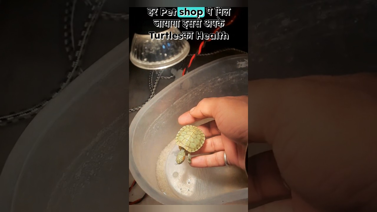 How to take care of turtles in winter season? 