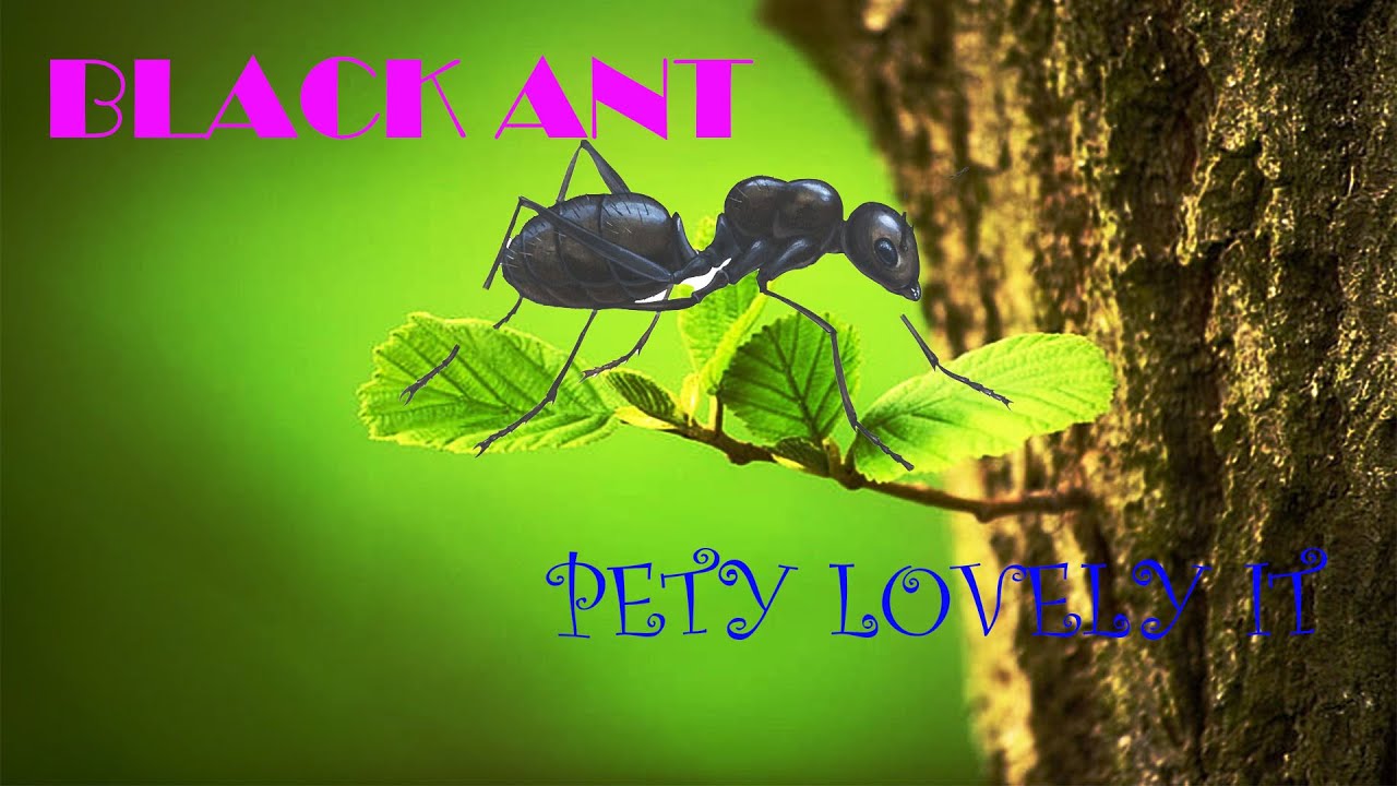 This is the black ants | in the morning they are finding food for their teams