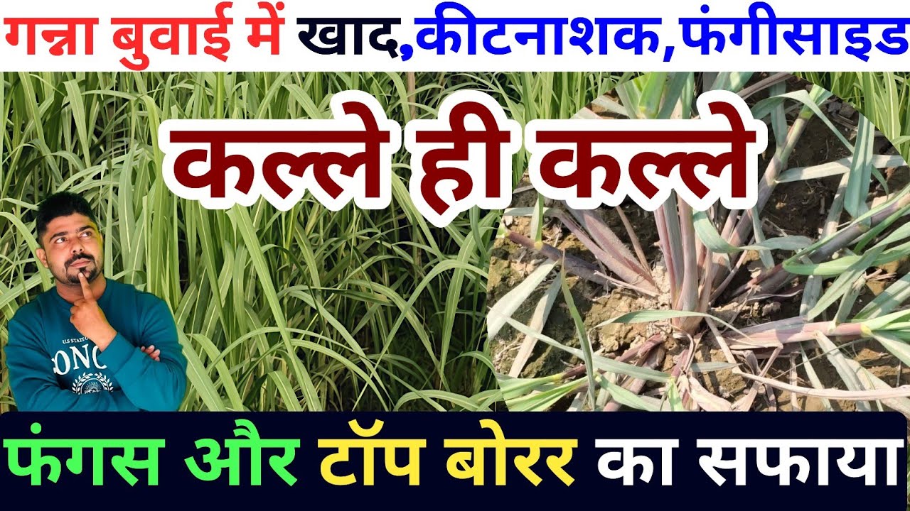 गन्ना बुवाई में कीटनाशक,फंगीसाइड ,खाद की पूरी जानकारी।गन्ना बुवाई में खाद।गन्ना बुवाई में कीटनाशक