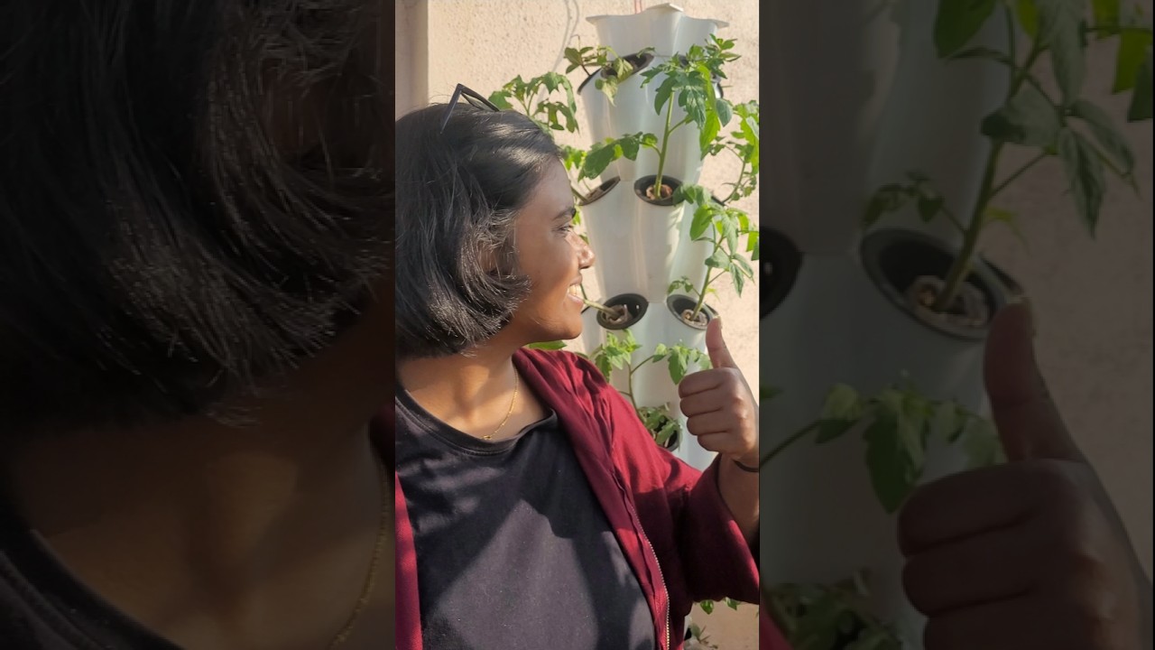 Difference between an Aeroponic and a hydroponic system | Part 4| #soillessfarming #advancefarming