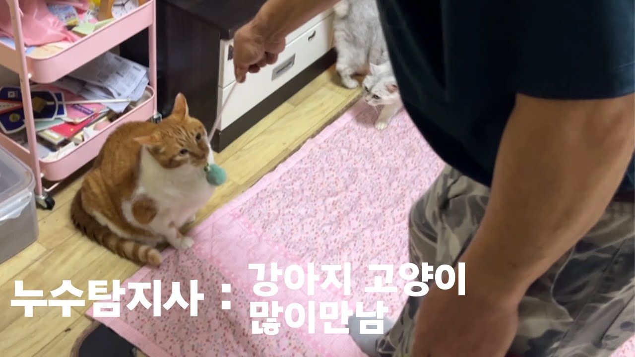 누수밖에 모르는 바보.. ㅣ 부천누수탐지 아니모스프레이 솔직리뷰 인천누수탐지 신혼부부 브이로그
