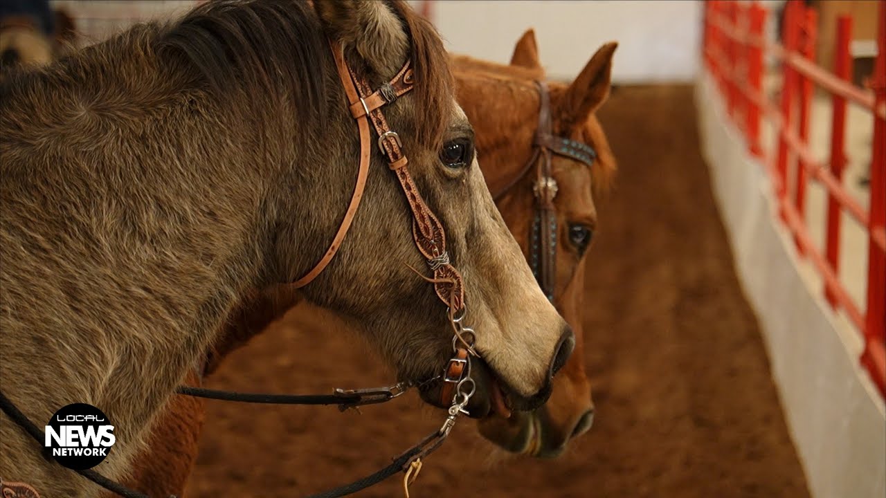 Back in the Saddle Again - Gymkhana Rodeo Returns