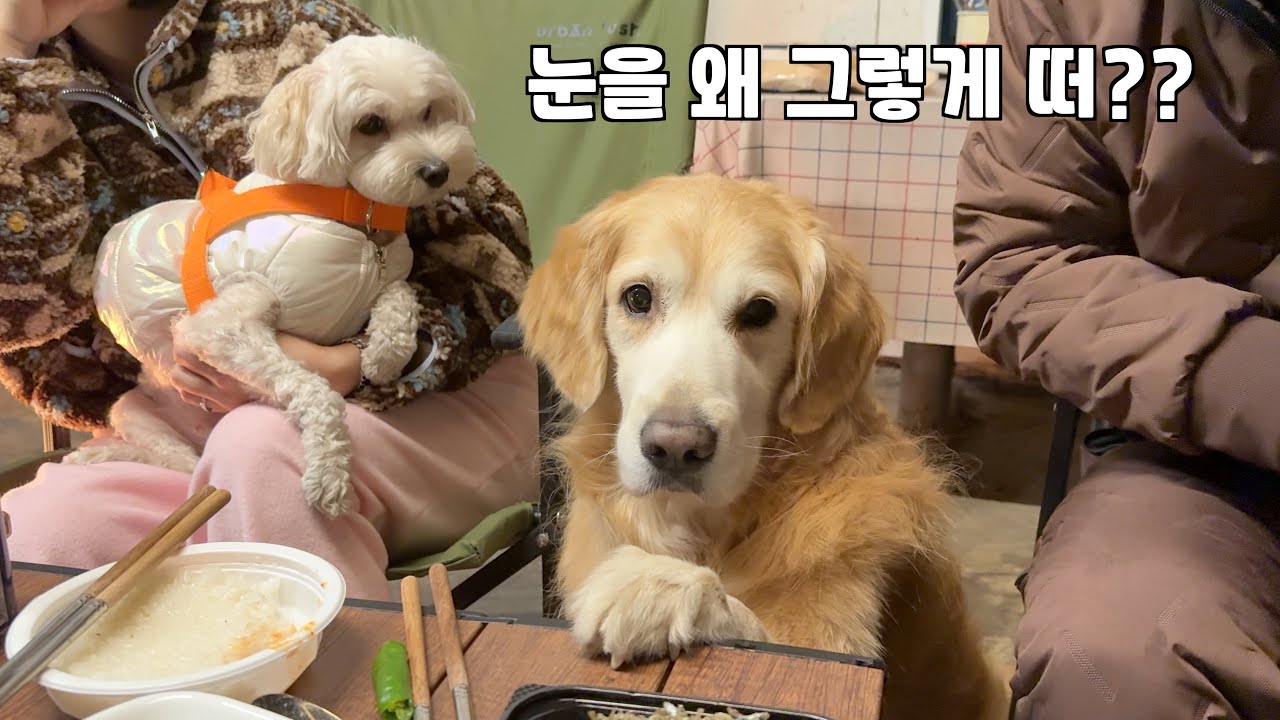 진짜 사람처럼 뭔가 정중히 부탁하는 리트리버 ㅋㅋㅋ