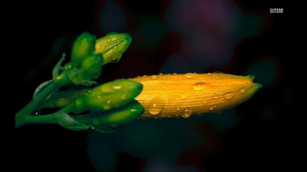 Flores abriendo. ( Los vals mas hermosos del mundo) ☾ ♫ ♥