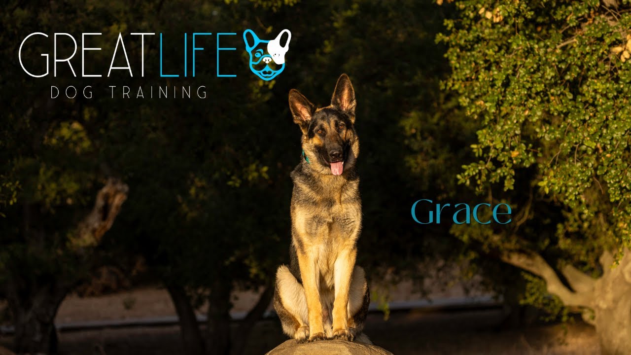 Dog Training / Obedience Belgian Malinois - German Shepherd Cross