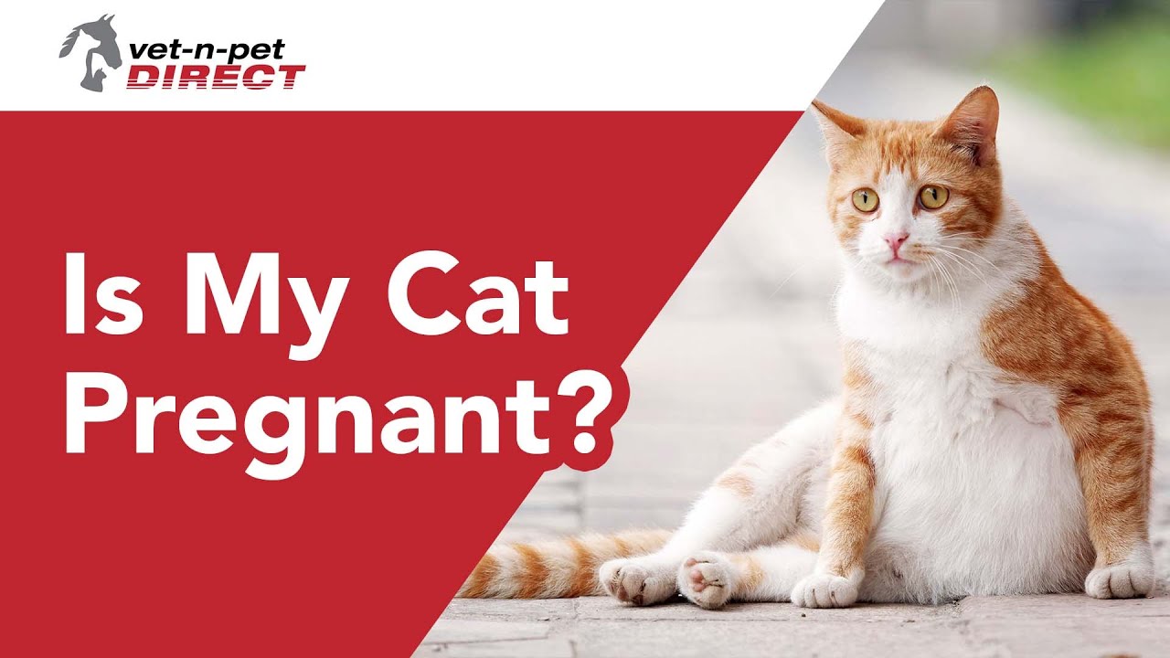 Is My Cat Pregnant?