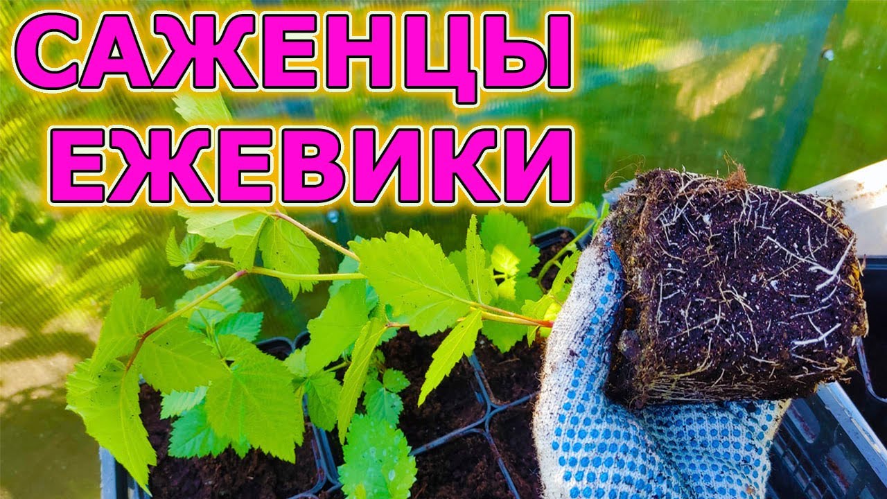 Саженцы ежевики Натчез и Кеддо. Ежевика уход и выращивание саженцев. Как вырастить саженцы ежевики.