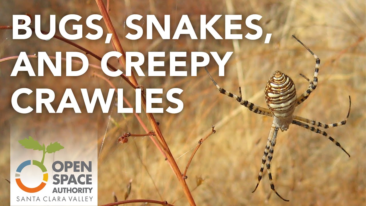 Bugs, Snakes, and Creepy Crawlies