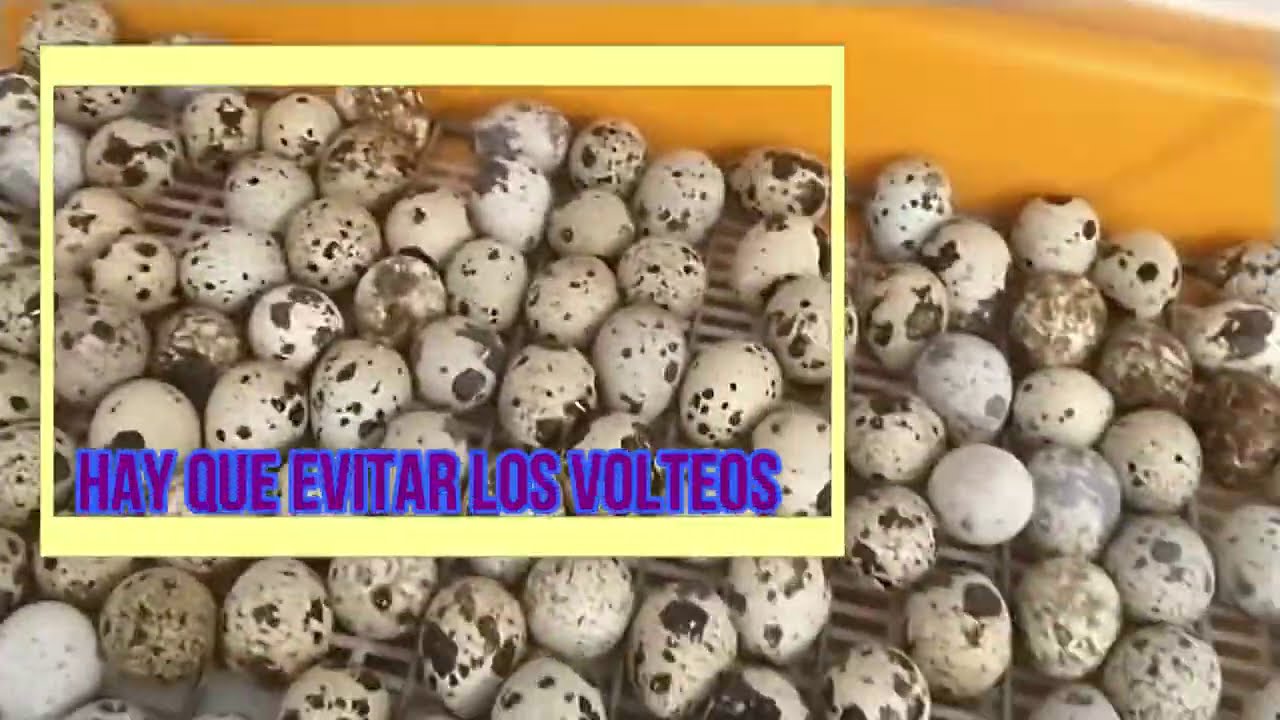2° VIDEO CURSO GRATIS DE CRIA DE CODORNICES/VARIABLES A MANEJAR EN LA INCUBACION ARTIFICIAL
