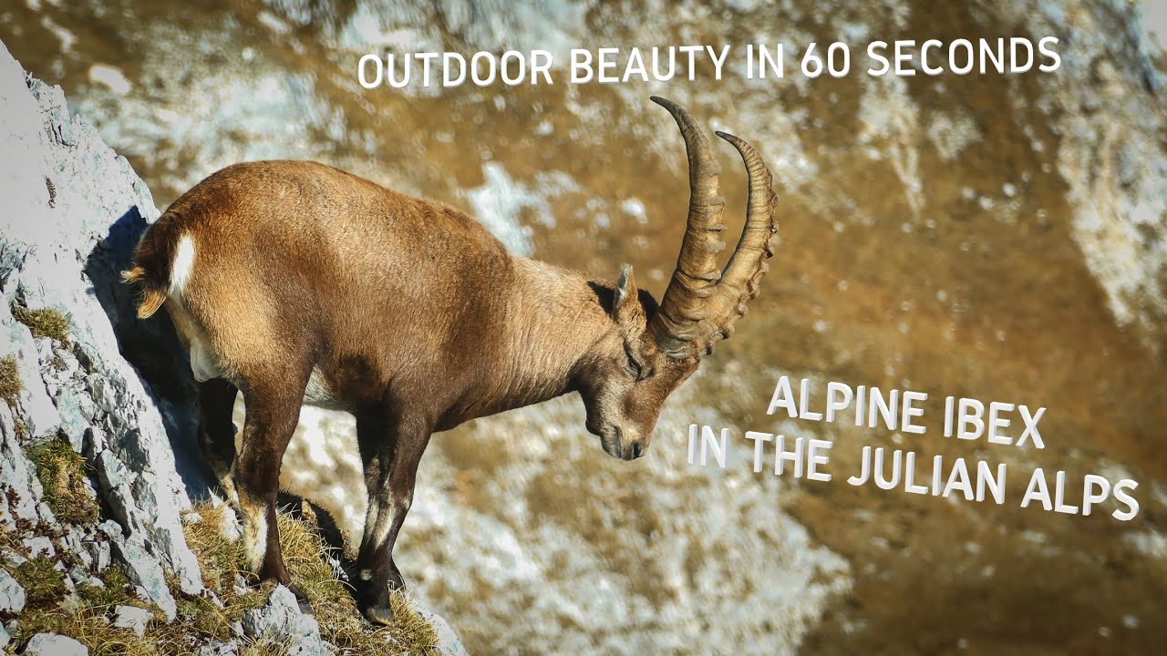 Alpine Ibex (Capra Ibex) in the Julian Alps | Outdoor beauty in 60 seconds, 2021, 4K