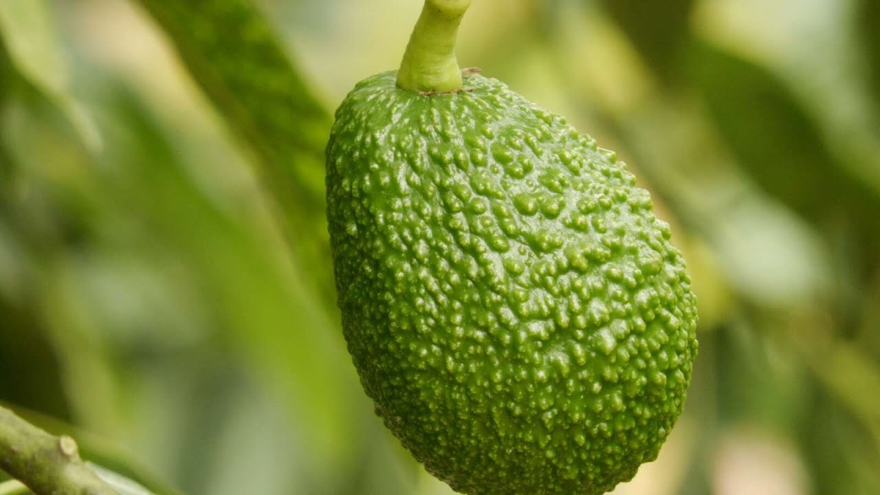 4. DEL CAMPO PARA EL MUNDO/ Aguacate Hass