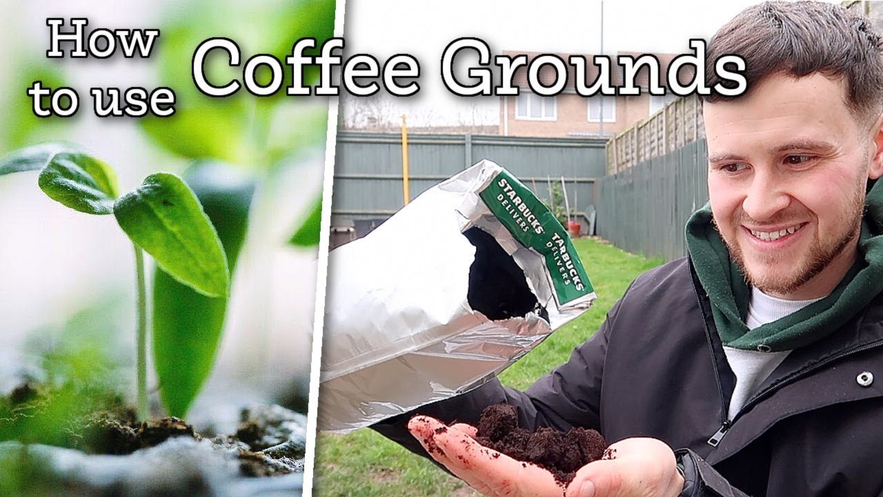 How To Use Coffee Grounds In Your Garden