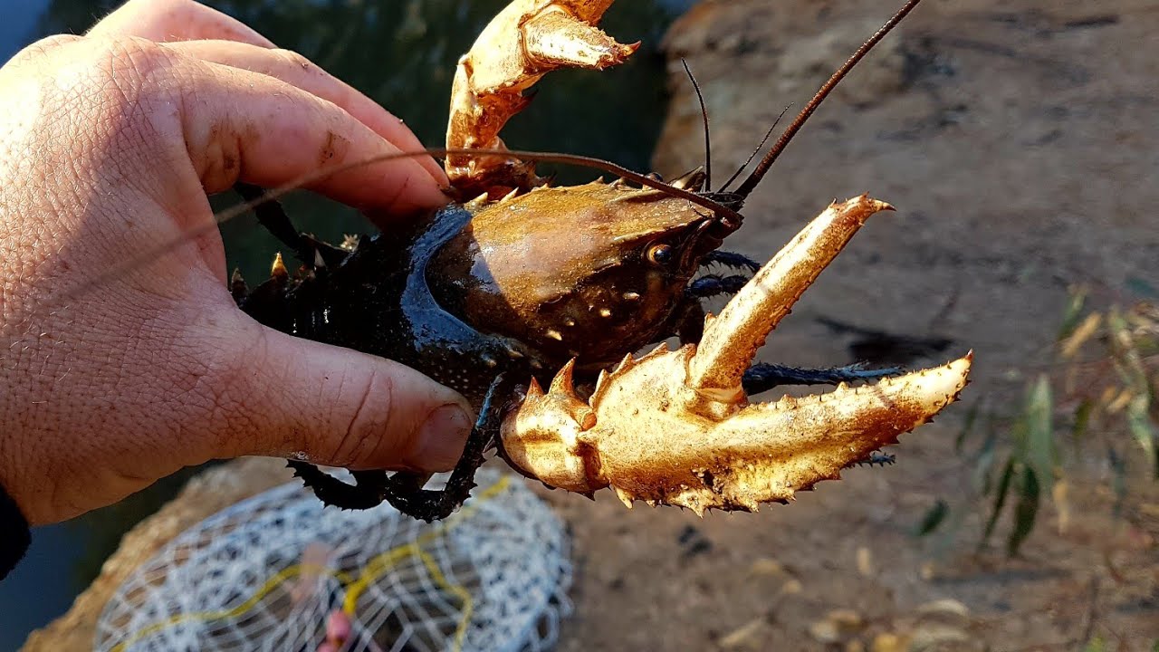 Crayfishing from the bank