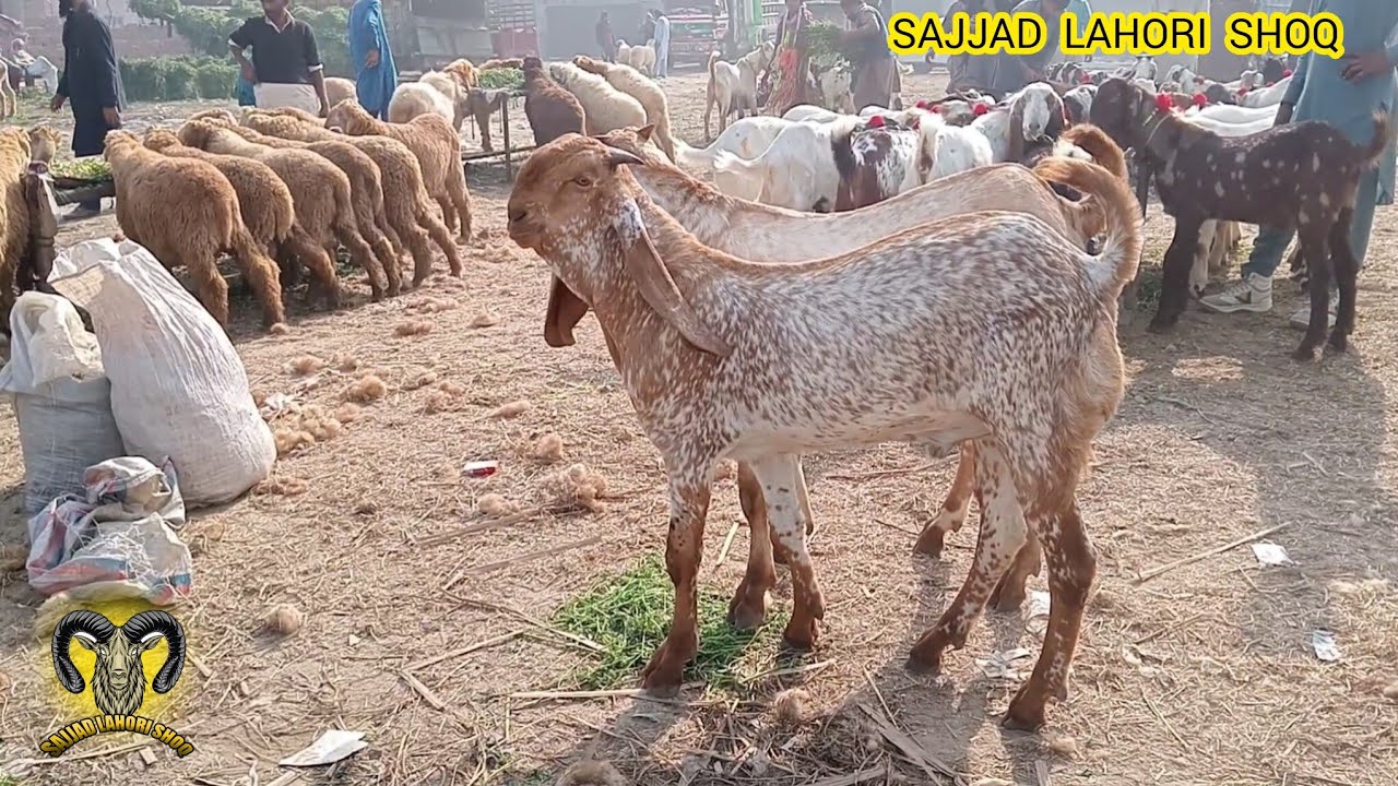 Lahore Mandi makkhi china bakre nagare bakre Qurbani 2026 desi bakre Sajjad Lahori shoq