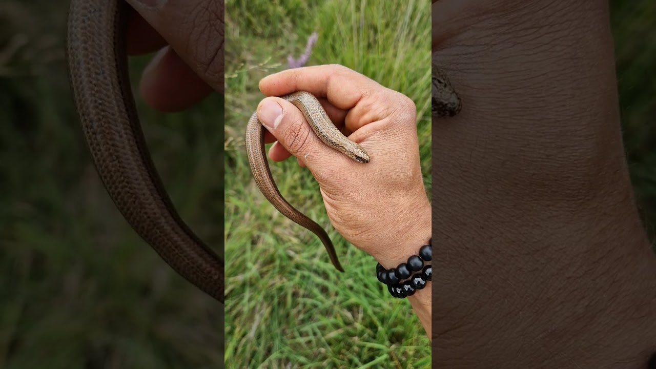 Hazelworm: reptielen herpen