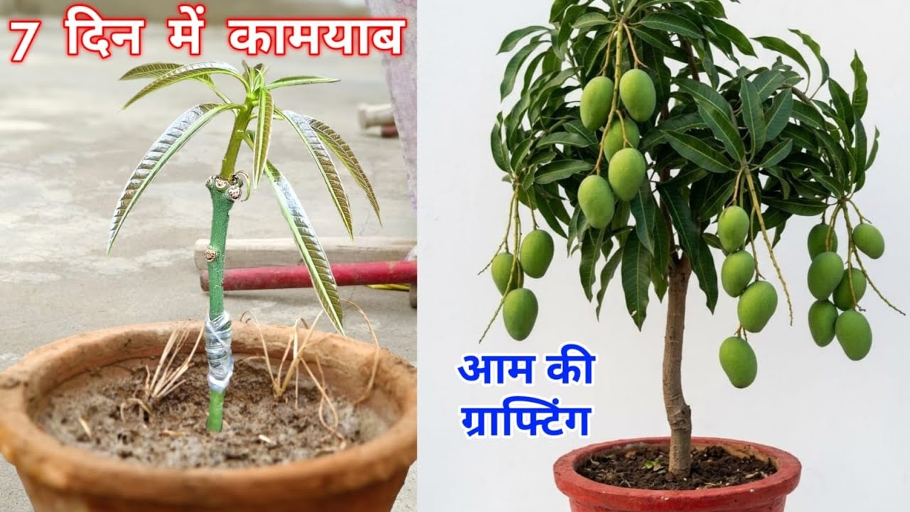 सीखें आम की कलम बांधने का आसान तरीका! Mango plant V grafting Technique / Aam Ki Grafting / Kalam