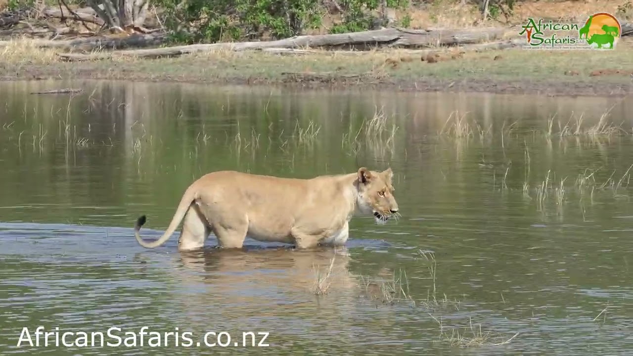 Lioness crossing water
