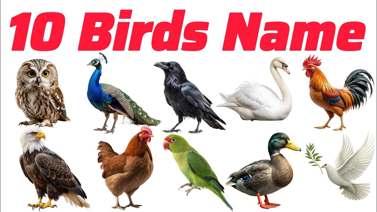 Birds Name पंछियों के नाम Pre kids Learning Video English vocabulary learning for kids