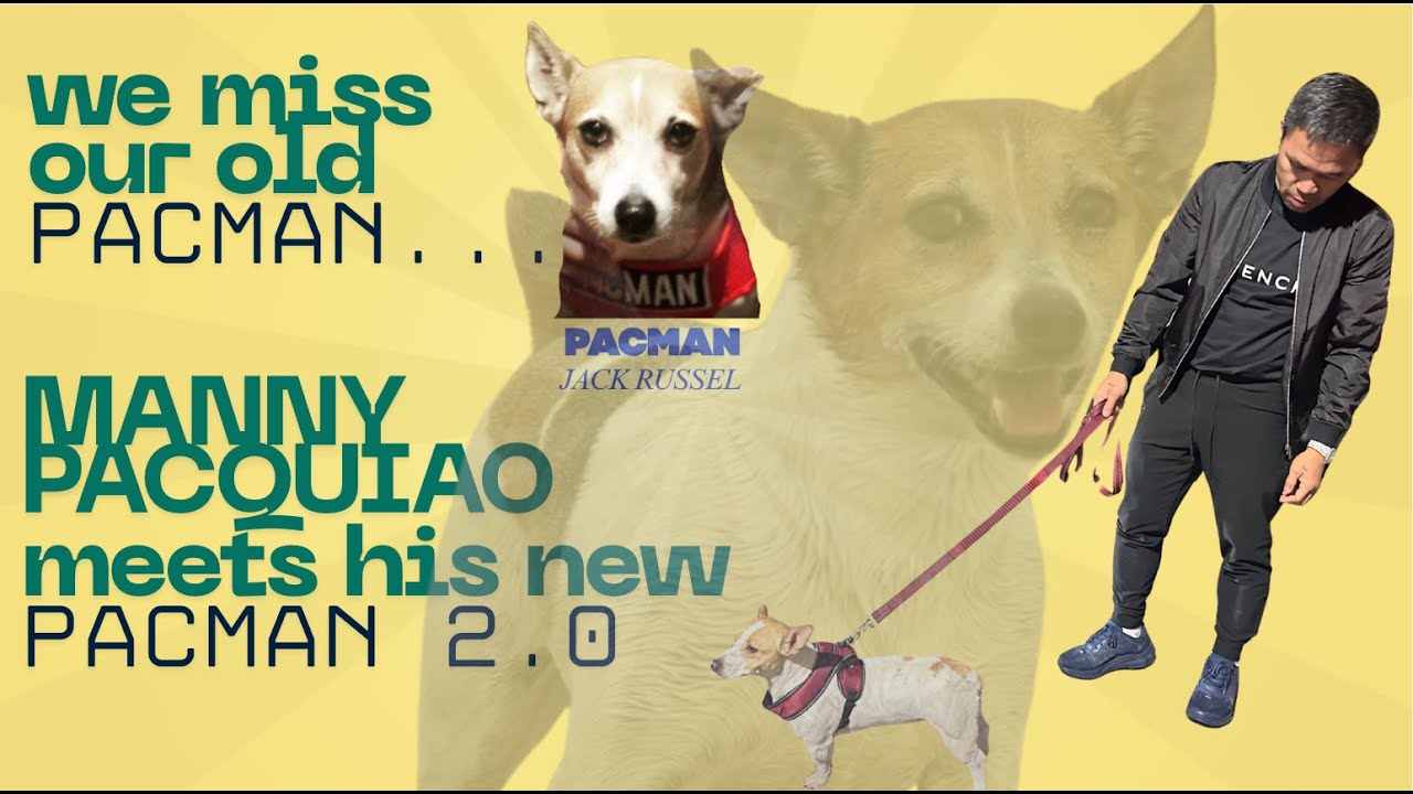 Manny Pacquiao's new PACMAN 2.0 #jackrussellterrier #teampacquiao #mannypacquiaotraining